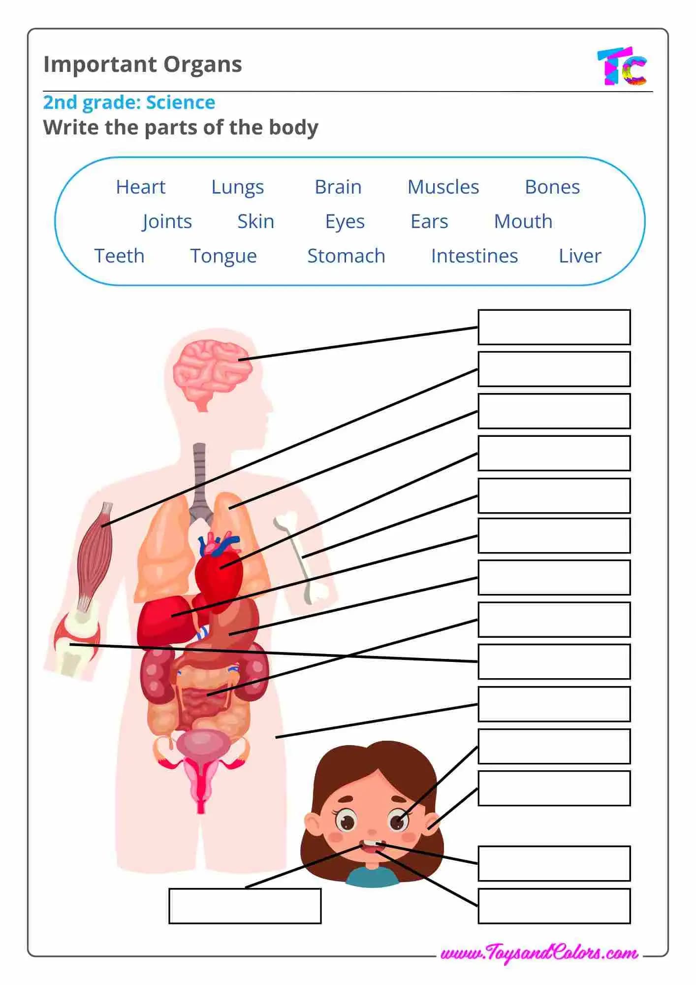 Our Body and Important Organs