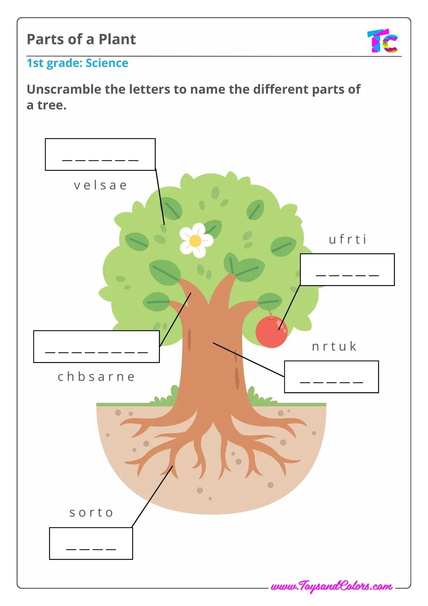 Science: Parts of a Plant