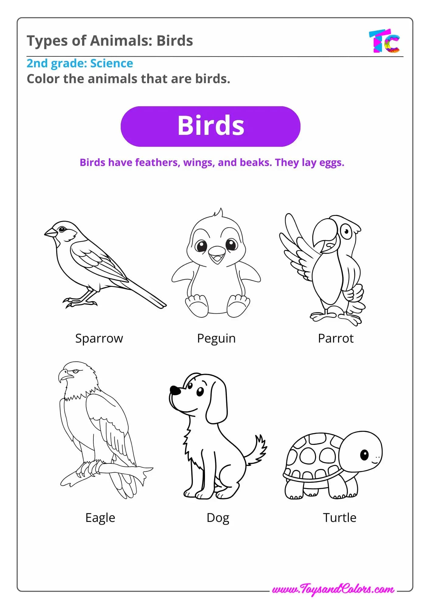 Types of Animals: Birds