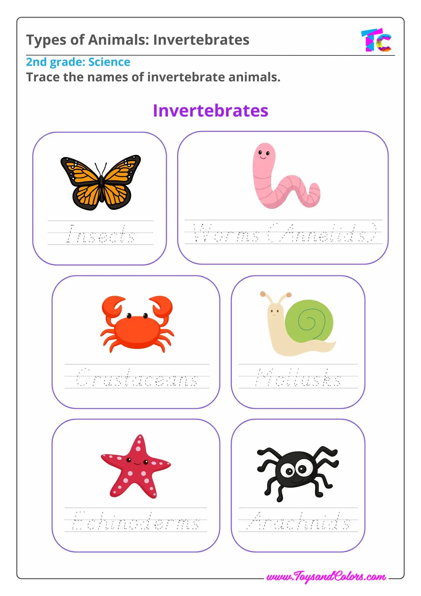 Types of Animals: Invertebrates