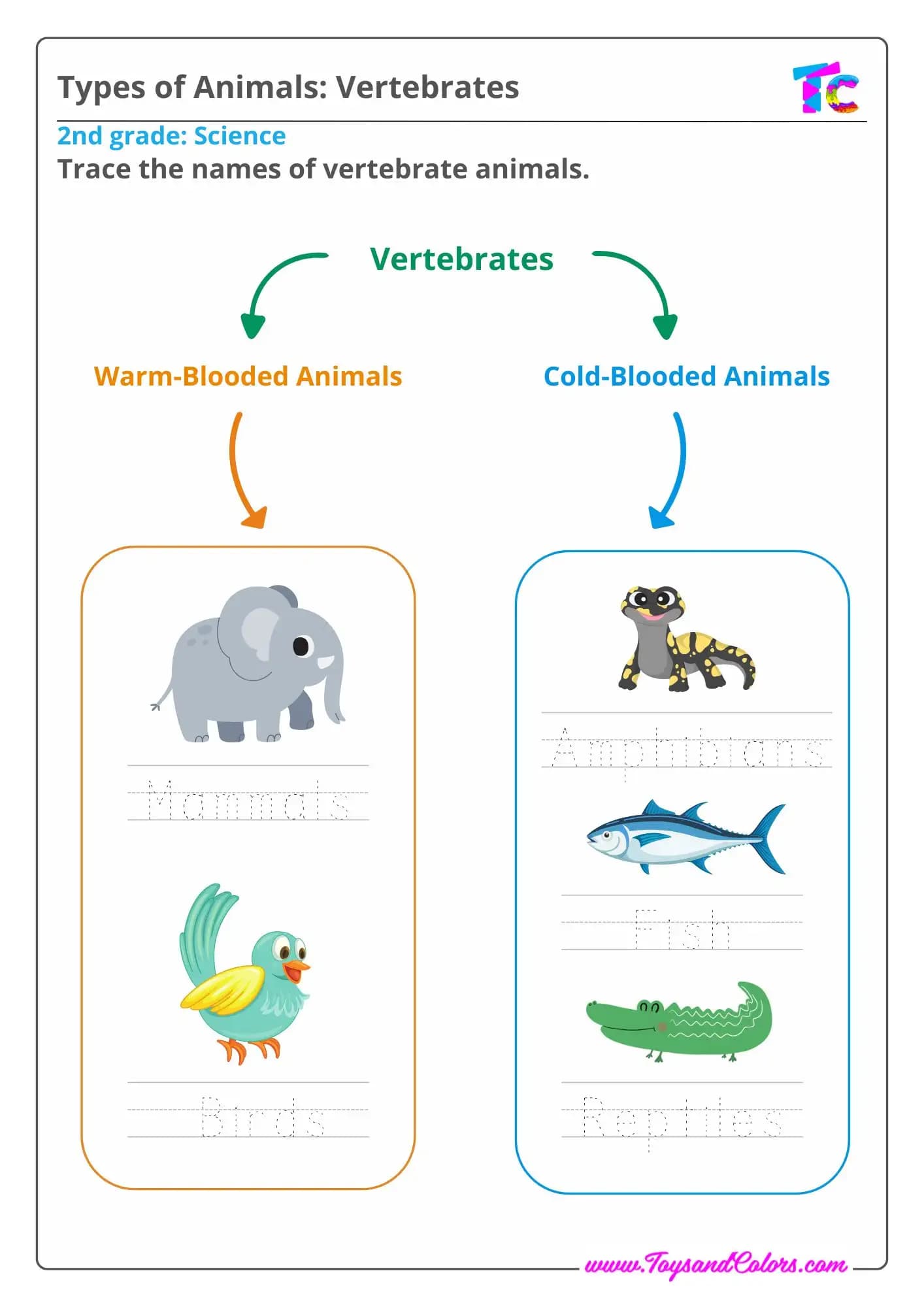 Types of Animals: Vertebrates